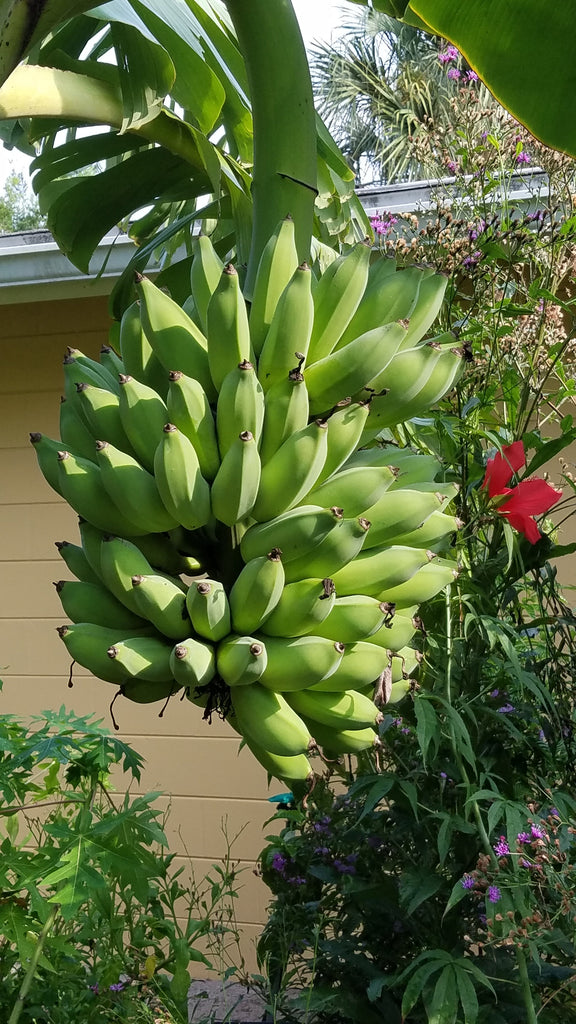 Dwarf Namwah Banana - Live Plant