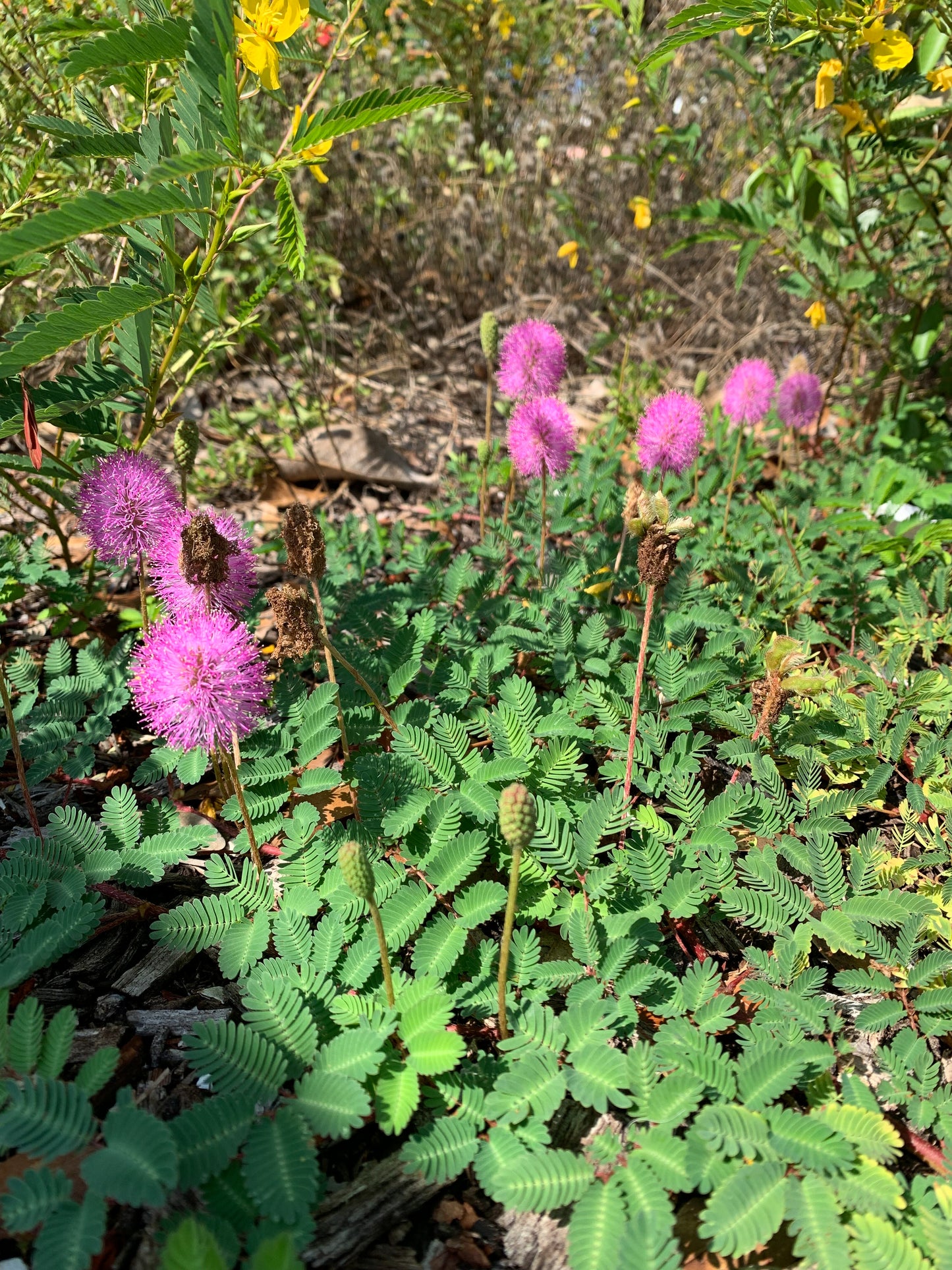 Rain Gardens 101: How Nature Filters Your Water