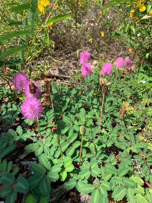 Rain Gardens 101: How Nature Filters Your Water