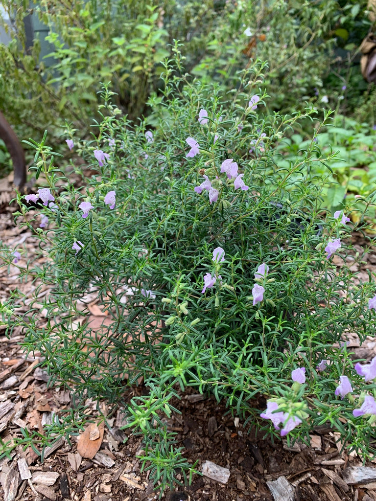 Rosemary Apalachicola Large - Live Plant