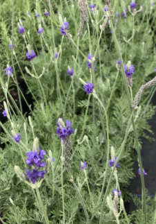 Lavender - Live Plant