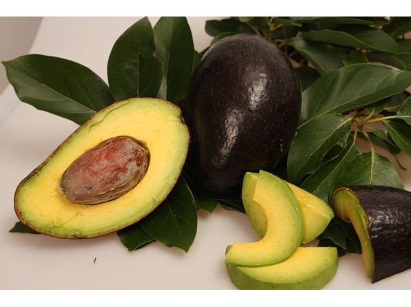 Avocado Oro Negro - Live Plant