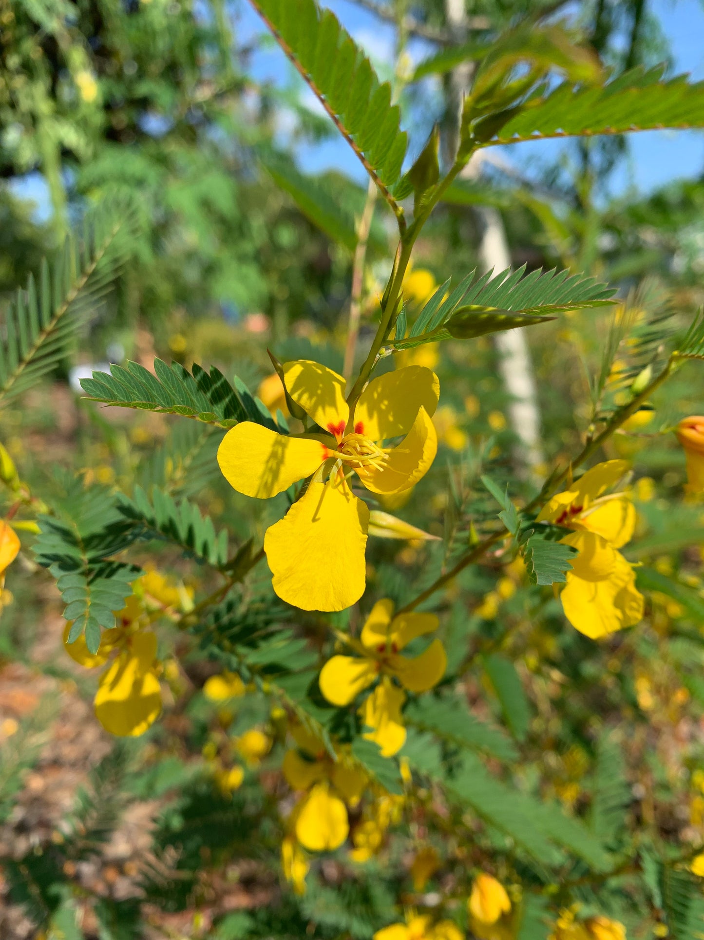 One-Stop-Shop Pollinator Pack - Native Flowers For Beneficial Insects