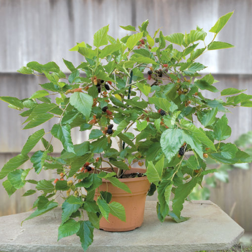 Issai Mulberry - Live Plant