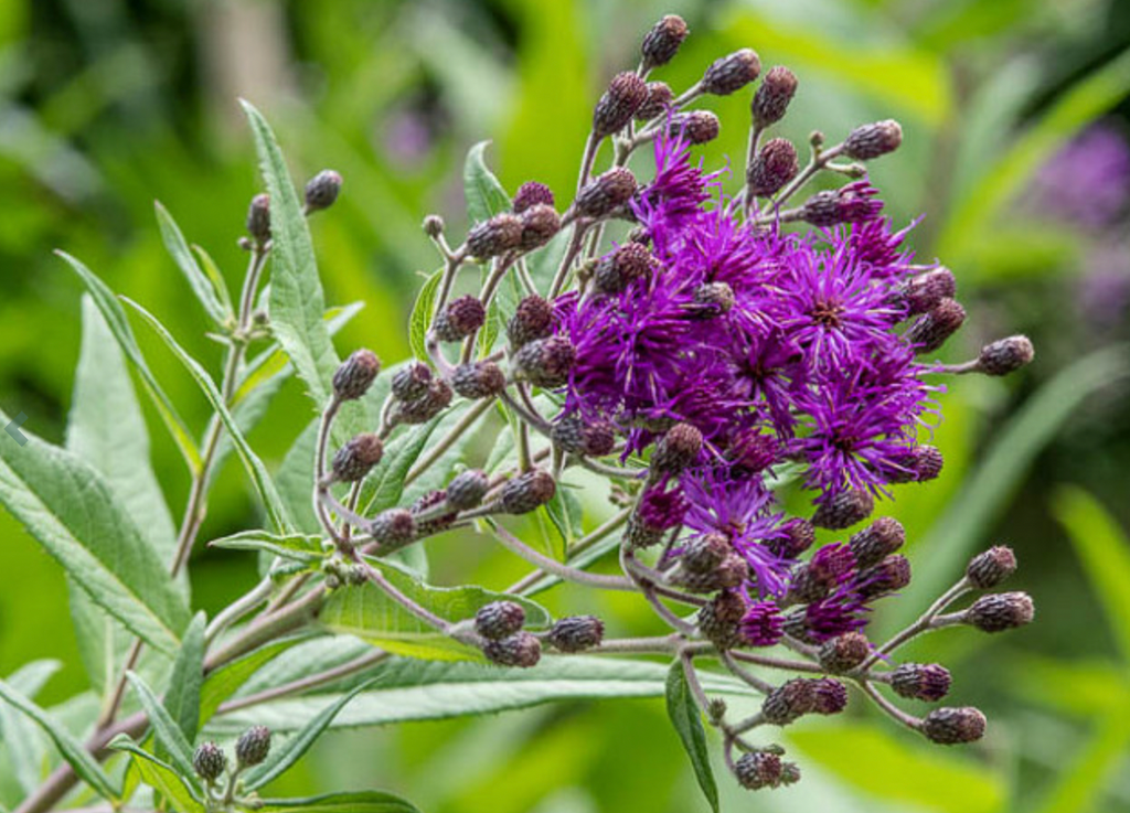 Giant Ironweed -  Live Plant