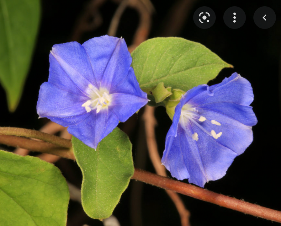 Skyblue Clustervine -  Live Plant