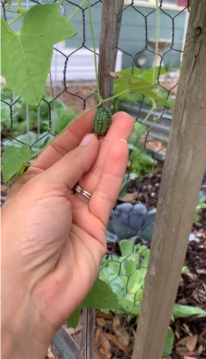 Mexican Sour Gherkin Cucumber - Live Plant