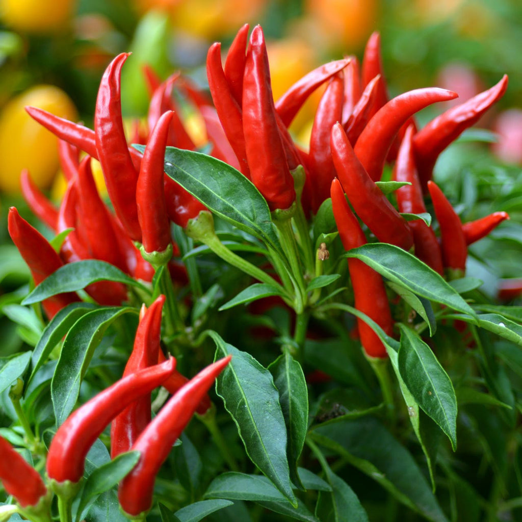 Thai Red Chili Pepper - Live Plant