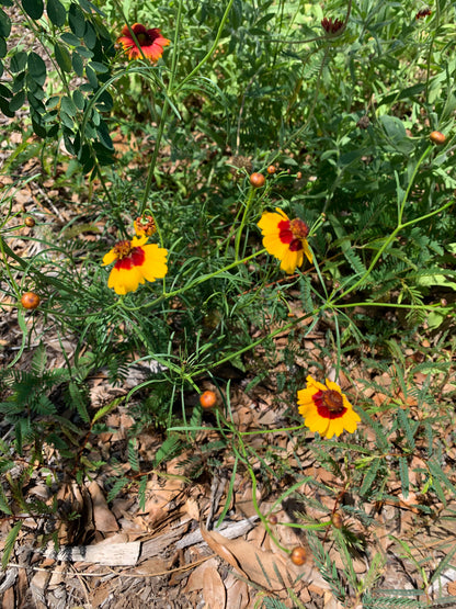 One-Stop-Shop Pollinator Pack - Native Flowers For Beneficial Insects