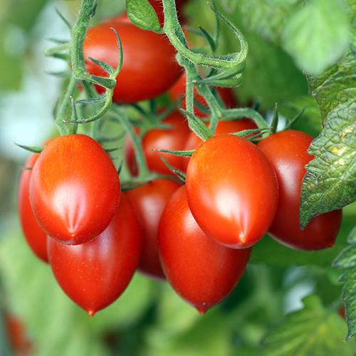 Fiaschetto Tomato -Live Plant