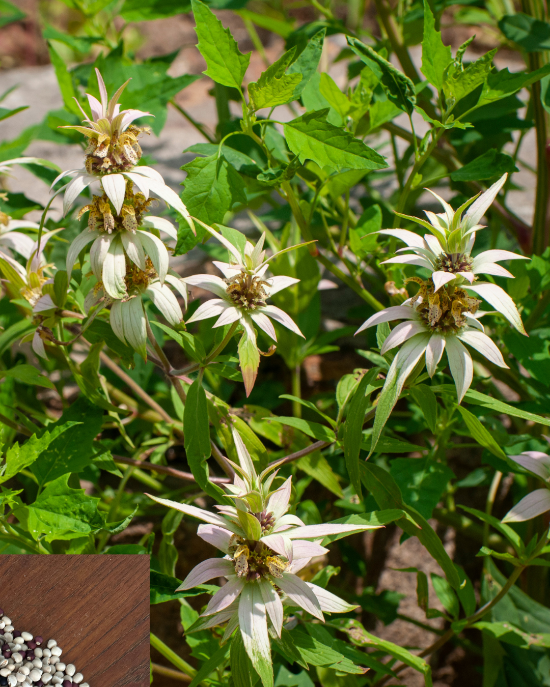 One-Stop-Shop Pollinator Pack - Native Flowers For Beneficial Insects