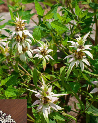 One-Stop-Shop Pollinator Pack - Native Flowers For Beneficial Insects