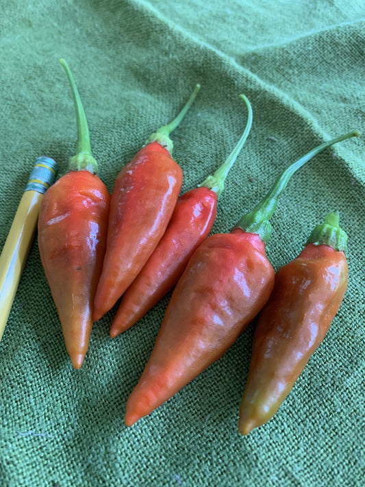 Aji Sazonar