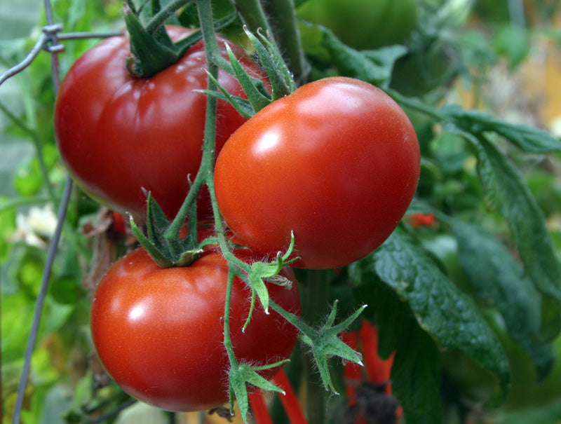 Greek Asemina Tomato - Live Plant
