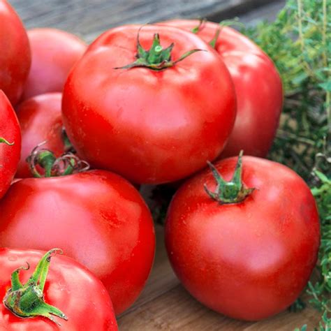 Better Boy Tomato, Large - Live Plant