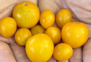 Bolivian Tomato