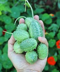 Burr gherkin harvest