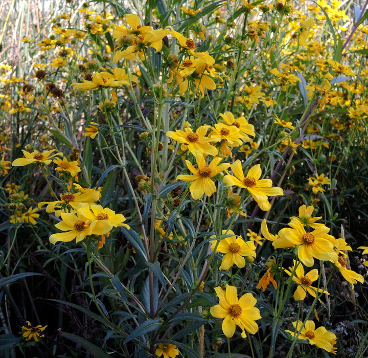 Burr Marigold - Live Plant