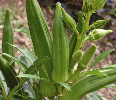 Gold Coast Okra
