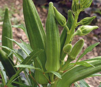 Gold Coast Okra - Live Plant