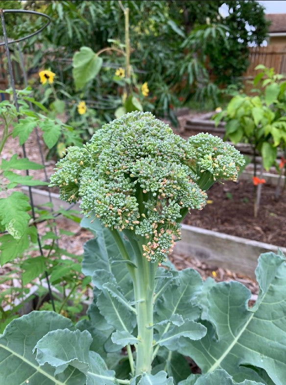 Broccoli, Calabrese - Live Plant