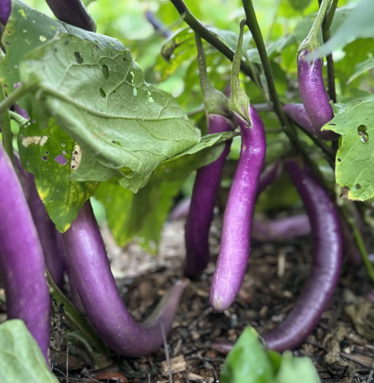 Chinese String Eggplant