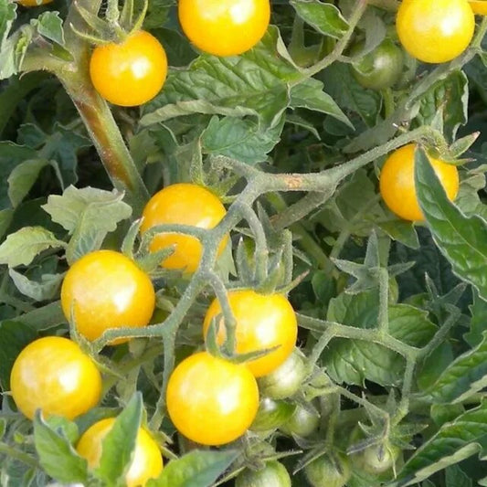 Coyote Currant Tomato