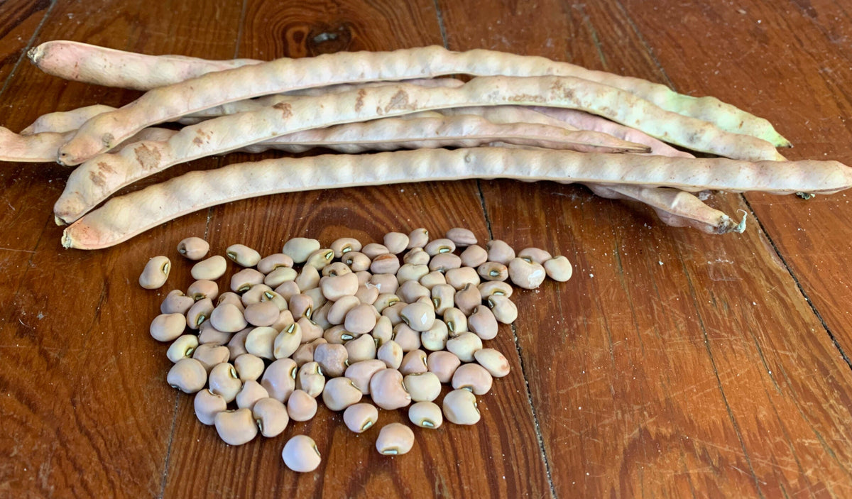 Mavuno Cowpea