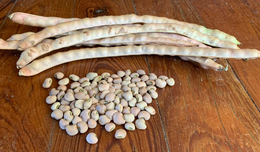 Mavuno Cowpea