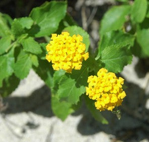 East Coast Lantana - Live Plant