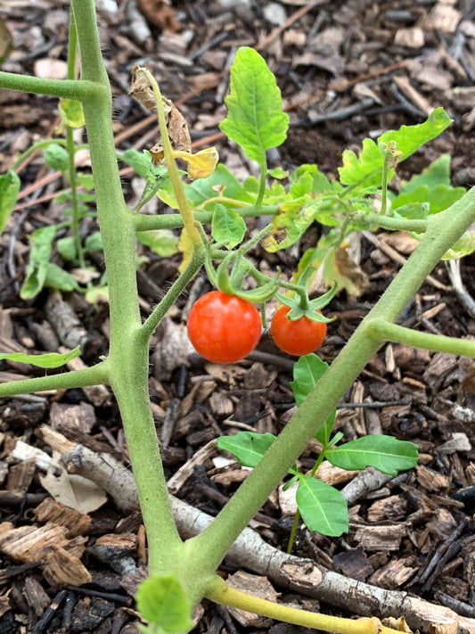 Grow What Belongs Here: A Guide to Florida's Native Edible Plants