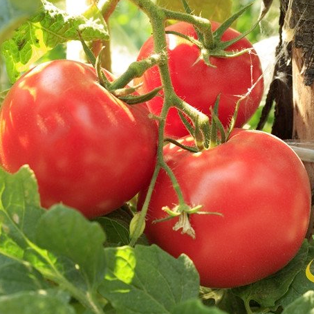 Floridade Tomato - Live Plant