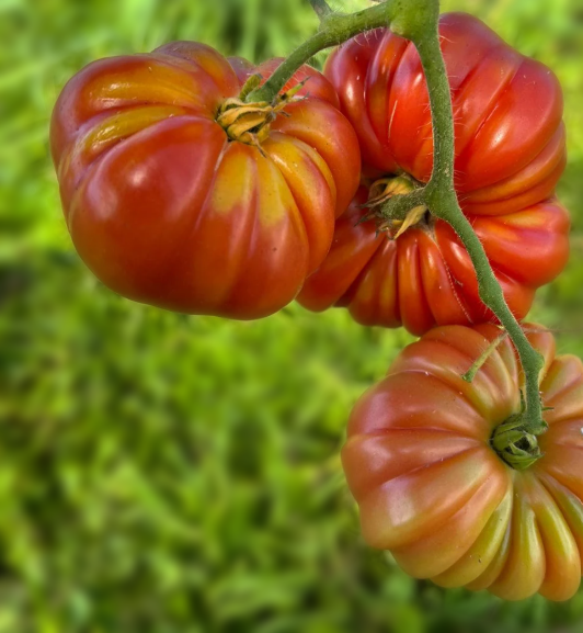 Gajilete de Puerto Rico Tomato