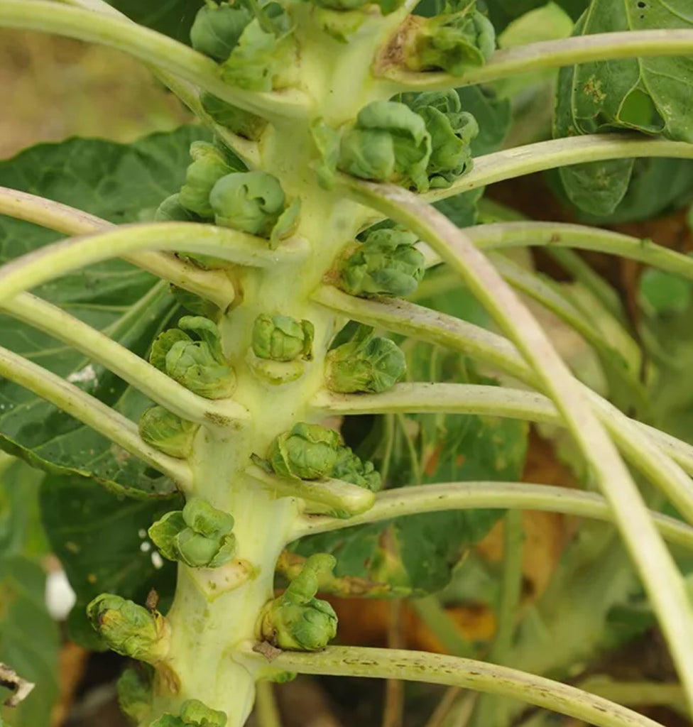 Groninger Brussel Sprouts - Live Plant