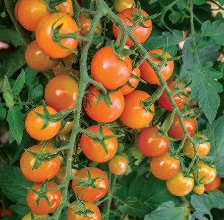 Honeycomb Hybrid Cherry Tomato - Live Plant