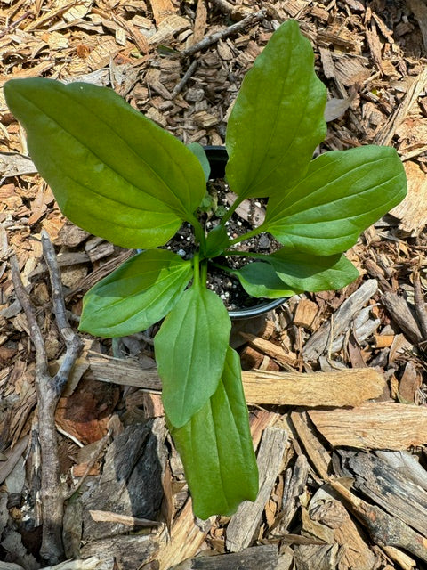 Common Plantain