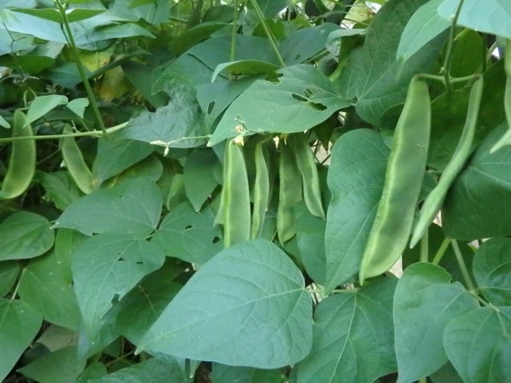 Madagascar Bean - Live Plant
