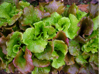 Magenta Lettuce