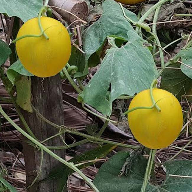 Mango Melon