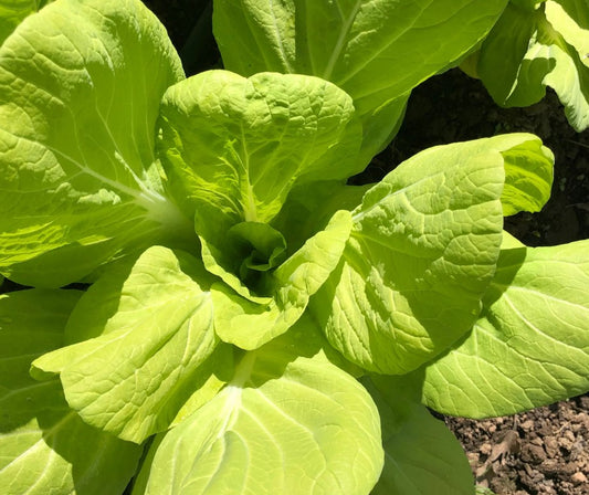 Maruba Santoh Chinese Cabbage