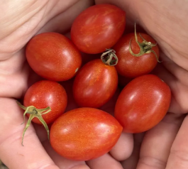 Matt's Hornet Tomato