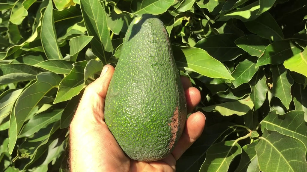 Avocado Dwarf Wurtz - Live Plant