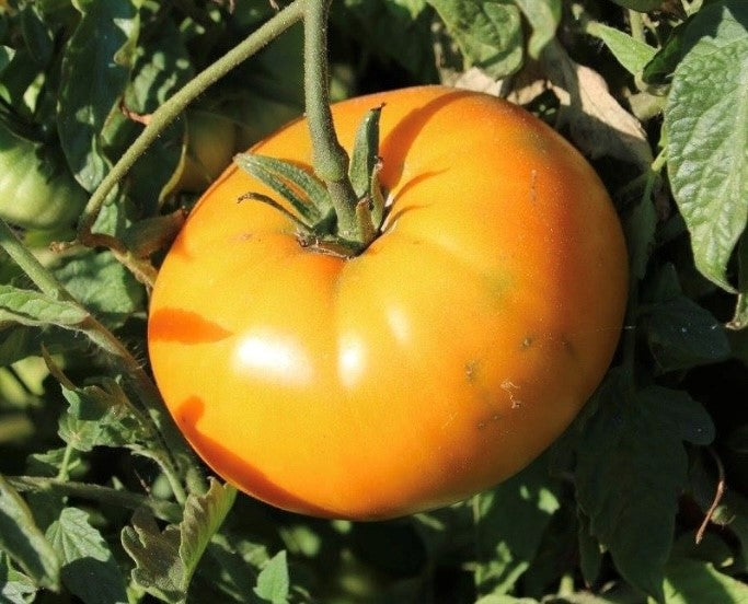 Brandywine Orange Tomato Large - Live Plant