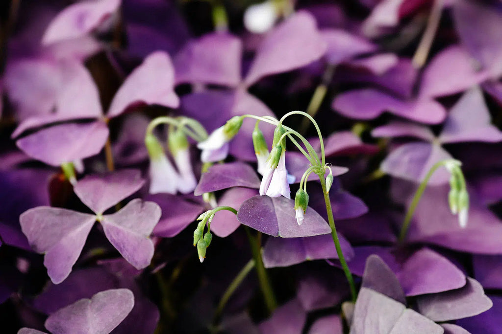 Purple Oxalis - Live Plant