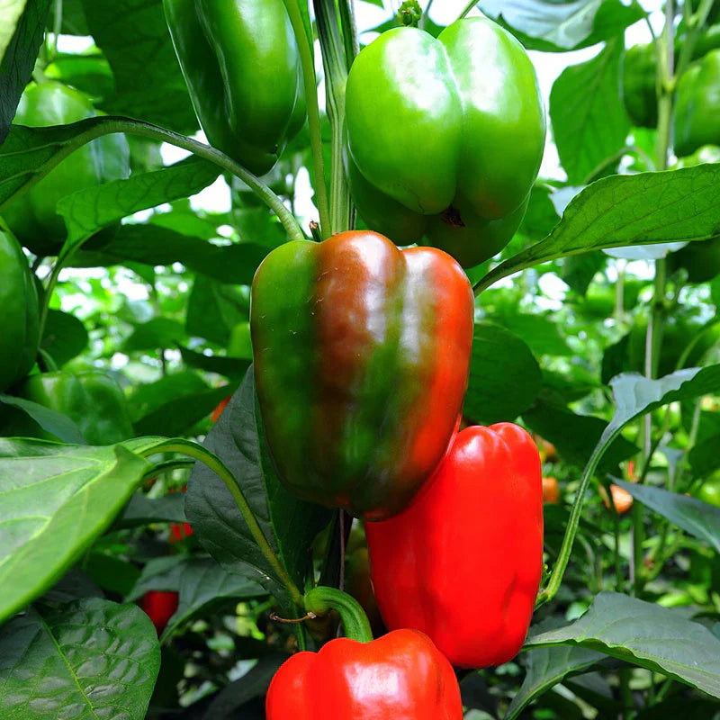 Carolina Wonder Bell Pepper - Live Plant