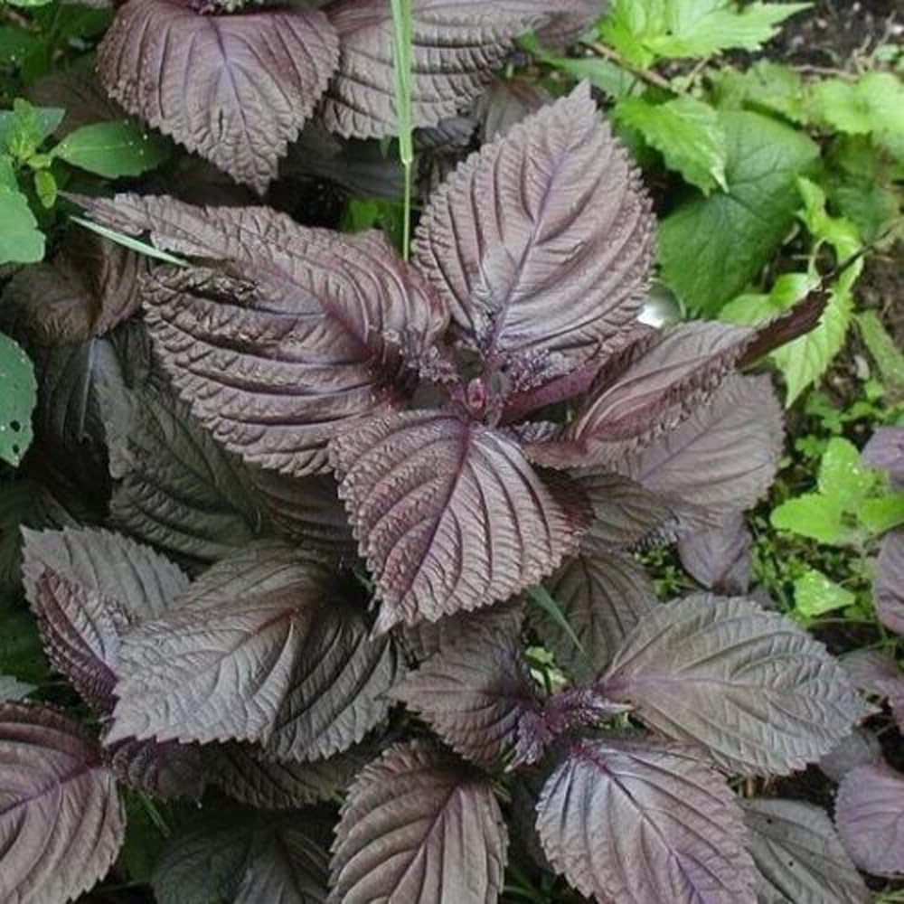 Purple Shiso