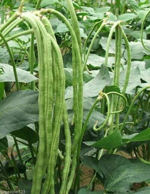 Green Noodle Yard Long Bean - Live Plant