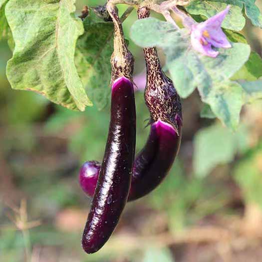 Kurume Eggplant - Live Plant
