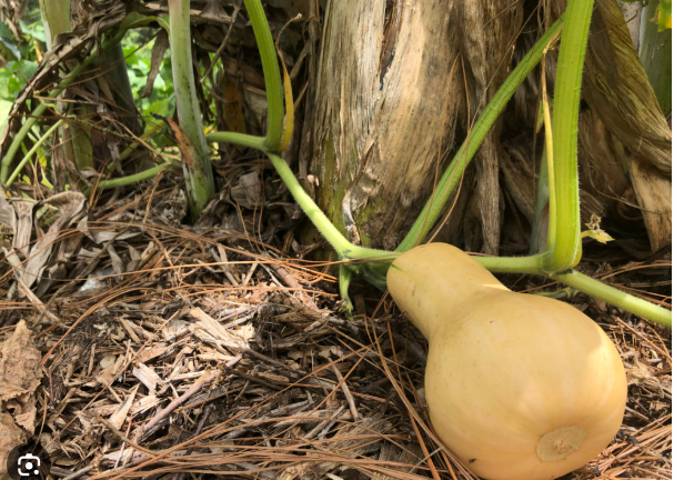 South Anna Butternut Squash