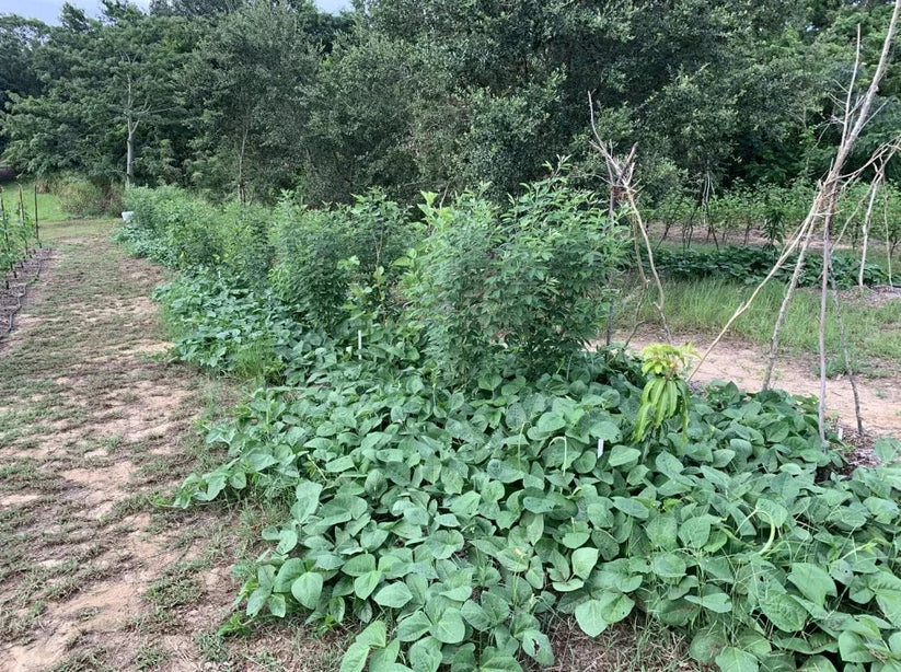 Mavuno Southern Pea- Live Plant